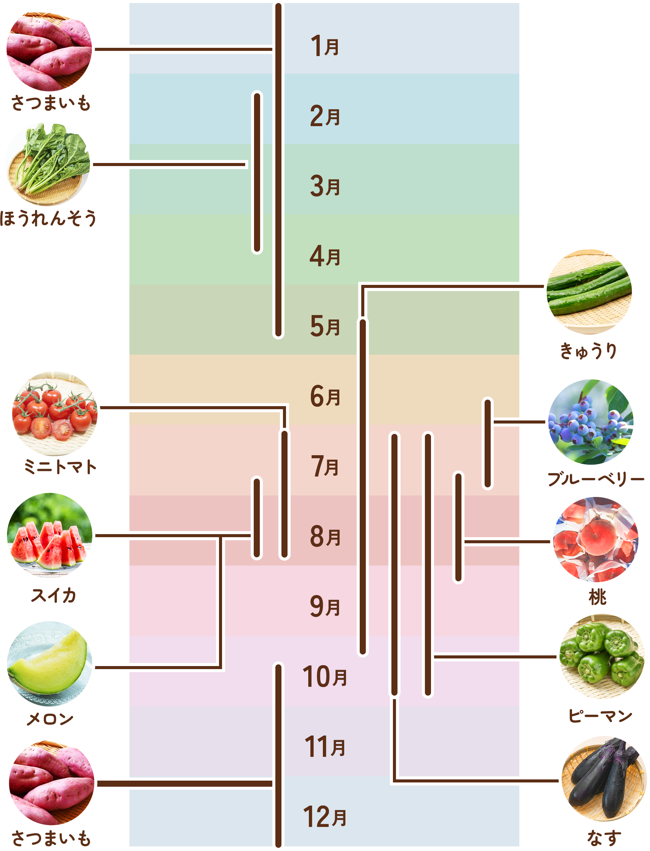 野菜スケジュール